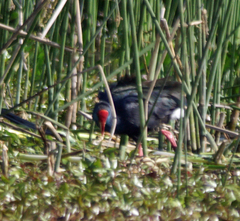 Porphyrio madagascariensis