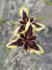Moraea lurida