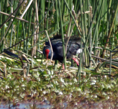 Porphyrio madagascariensis
