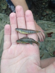 Etheostoma caeruleum