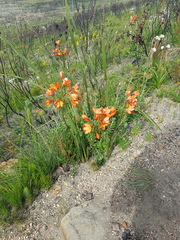 Pillansia templemannii