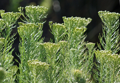 Hymenolepis crithmifolia