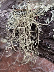 Usnea fragilescens