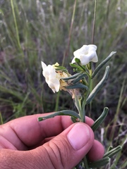 Lithospermum cobrense