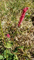 Bistorta amplexicaulis