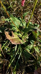 Bistorta amplexicaulis