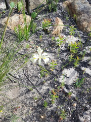 Moraea neglecta