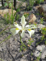 Moraea neglecta