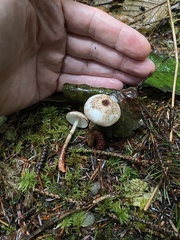 Lepiota flammeotincta