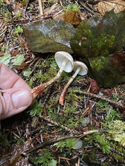 Lepiota flammeotincta