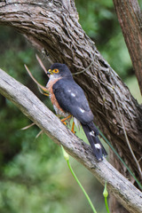 Accipiter minullus