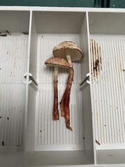 Lepiota flammeotincta