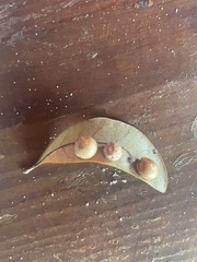 Belonocnema treatae