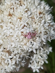 Thomisus citrinellus