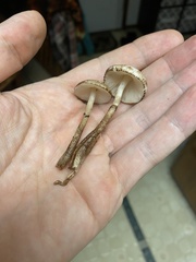 Lepiota flammeotincta