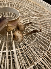 Lepiota flammeotincta