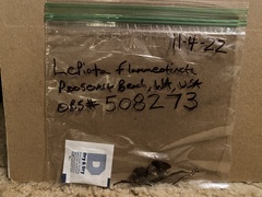 Lepiota flammeotincta