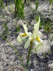 Moraea anomala