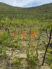 Pillansia templemannii