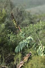 Melianthus major