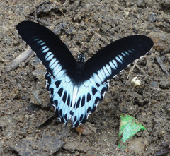 Papilio polymnestor