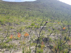 Pillansia templemannii