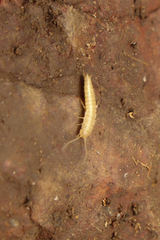 Nicoletiidae