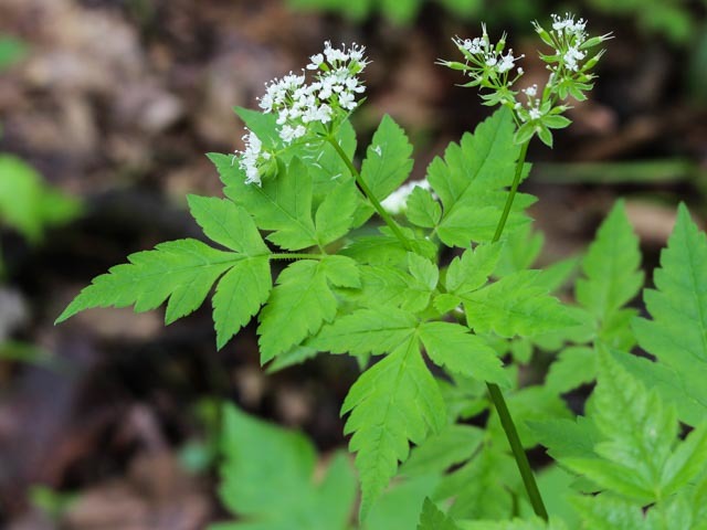 Osmorhiza longistylis