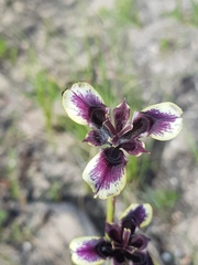 Moraea lurida