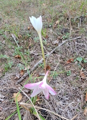 Zephyranthes chlorosolen