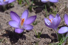 Crocus corsicus