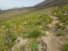 Pillansia templemannii