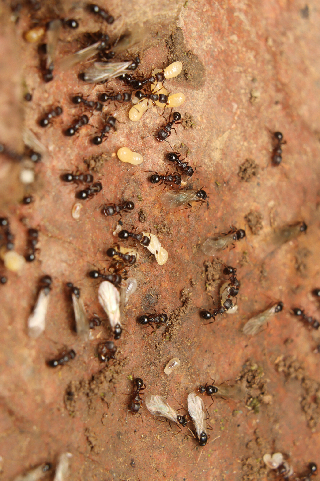 Tetramorium weitzeckeri