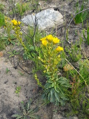 Berkheya herbacea