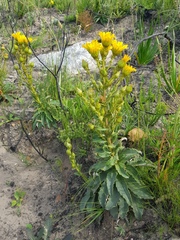 Berkheya herbacea