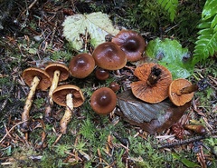 Cortinarius aurantiobasis