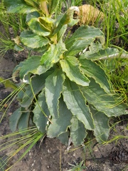 Berkheya herbacea