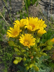 Berkheya herbacea