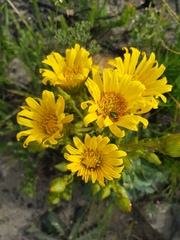 Berkheya herbacea