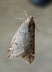 Alsophila aescularia