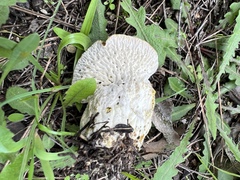Hypomyces lateritius