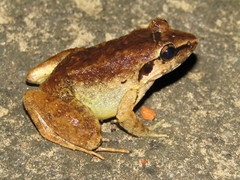 Limnonectes leporinus