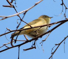 Phylloscopus collybita