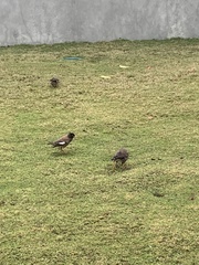 Acridotheres tristis