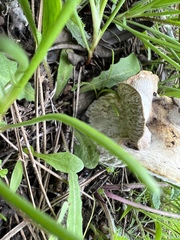 Hypomyces lateritius