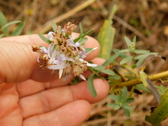 Galatella sedifolia