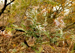 Galatella sedifolia