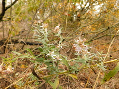 Galatella sedifolia