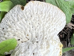 Hypomyces lateritius