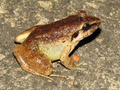 Limnonectes leporinus